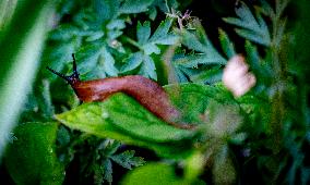 Snails Inside Garden - Rotterdam