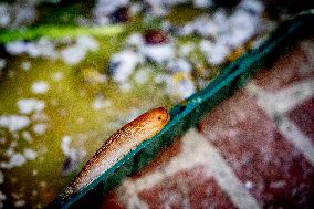 Snails Inside Garden - Rotterdam