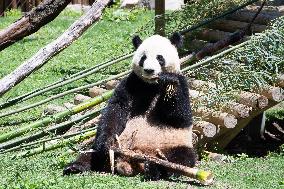 Queen Sofia Attends Presentation Of Two New Pandas At Zoo - Madrid