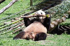 Queen Sofia Attends Presentation Of Two New Pandas At Zoo - Madrid