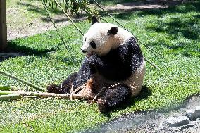 Queen Sofia Attends Presentation Of Two New Pandas At Zoo - Madrid