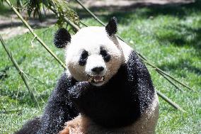 Queen Sofia Attends Presentation Of Two New Pandas At Zoo - Madrid