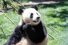 Queen Sofia Attends Presentation Of Two New Pandas At Zoo - Madrid