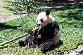 Queen Sofia Attends Presentation Of Two New Pandas At Zoo - Madrid