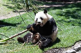 Queen Sofia Attends Presentation Of Two New Pandas At Zoo - Madrid