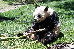 Queen Sofia Attends Presentation Of Two New Pandas At Zoo - Madrid