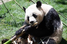 Queen Sofia Attends Presentation Of Two New Pandas At Zoo - Madrid