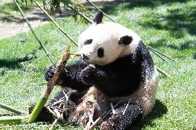 Queen Sofia Attends Presentation Of Two New Pandas At Zoo - Madrid