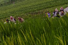 Agriculture In Indonesia