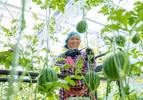 A Smart Agriculture Base in Nantong