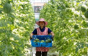 A Smart Agriculture Base in Nantong