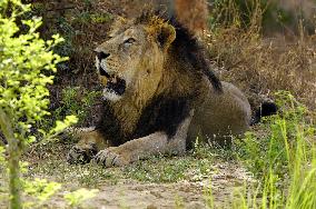 Lion At Nahargarh Biological Park - India