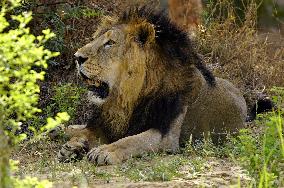 Lion At Nahargarh Biological Park - India