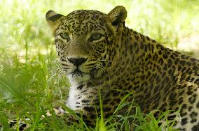 Leopard At Nahargarh Biological Park - India