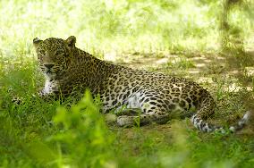 Leopard At Nahargarh Biological Park - India