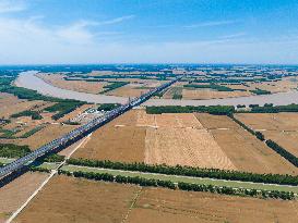 Yellow River Beach Wheat Harvest in Jinan