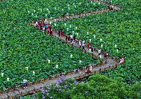 Lotus Pond Tour in Huaying