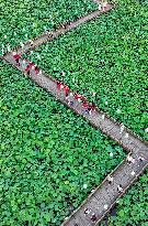 Lotus Pond Tour in Huaying