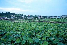 Lotus Pond Tour in Huaying