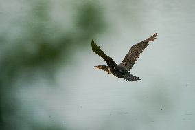 Osprey And Other Wildlife At The Oxbow Nature Conservancy