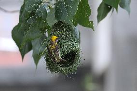 Baya Weaver Birds Build Nest