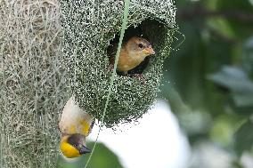 Baya Weaver Birds Build Nest
