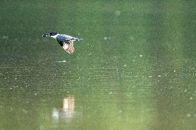 Osprey And Other Wildlife At The Oxbow Nature Conservancy