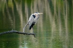 Osprey And Other Wildlife At The Oxbow Nature Conservancy