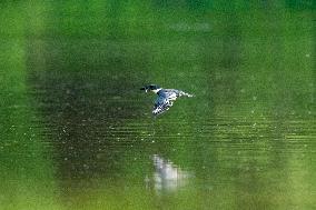 Osprey And Other Wildlife At The Oxbow Nature Conservancy