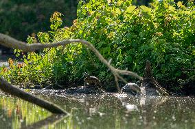 Osprey And Other Wildlife At The Oxbow Nature Conservancy