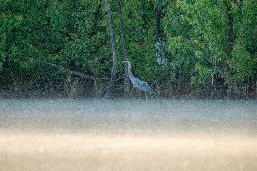 Osprey And Other Wildlife At The Oxbow Nature Conservancy