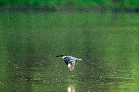 Osprey And Other Wildlife At The Oxbow Nature Conservancy