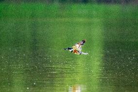 Osprey And Other Wildlife At The Oxbow Nature Conservancy