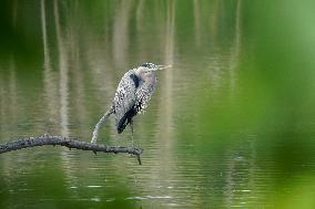 Osprey And Other Wildlife At The Oxbow Nature Conservancy