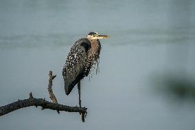 Osprey And Other Wildlife At The Oxbow Nature Conservancy