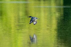 Osprey And Other Wildlife At The Oxbow Nature Conservancy