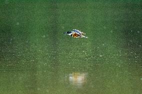 Osprey And Other Wildlife At The Oxbow Nature Conservancy