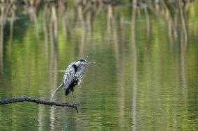 Osprey And Other Wildlife At The Oxbow Nature Conservancy