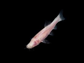 CHINA-GUANGXI-CHONGZUO-BLIND CAVEFISH SPECIES-DISCOVERY (CN)