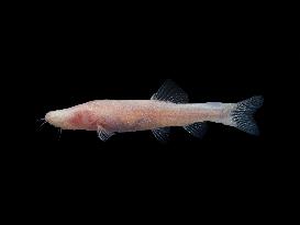 CHINA-GUANGXI-CHONGZUO-BLIND CAVEFISH SPECIES-DISCOVERY (CN)