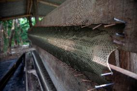 Snakes Skin Industries In West Java