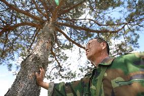 ChineseToday | A ranger guards forest for 37 years in NE China's Liaoning