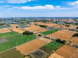 Wheat Ripens