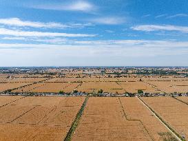 Wheat Ripens