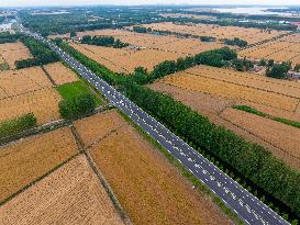 Wheat Ripens