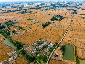 Wheat Ripens