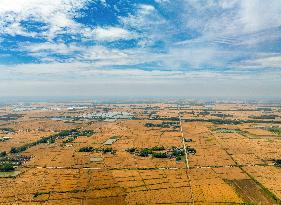 Wheat Ripens