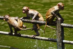 Macaques Cool Off The Summer Heat - India
