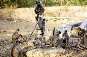 Indian Langur Monkeys Drinks Water