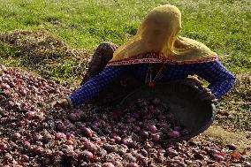 Indian Women Farmer Working In Onion Field